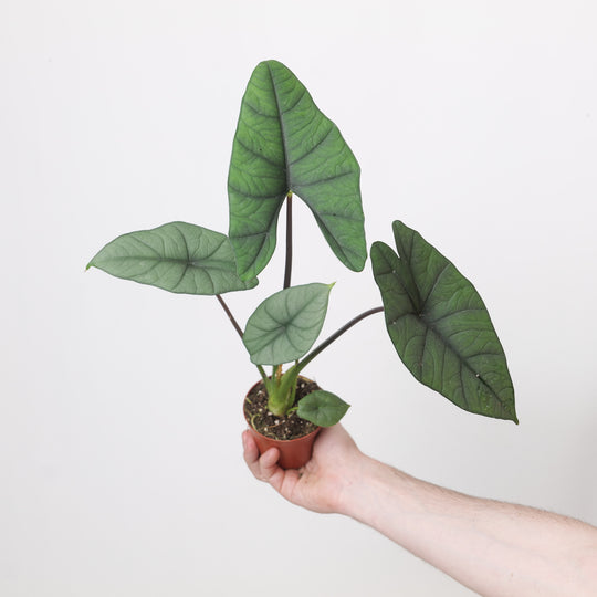 Alocasia heterophylla 'Corazon' 8cm Plants GrowTropicals