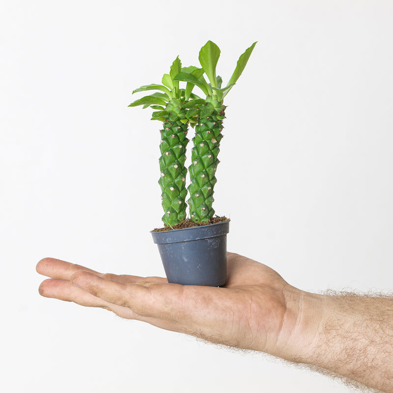 Monadenium guentheri Plants GrowTropicals
