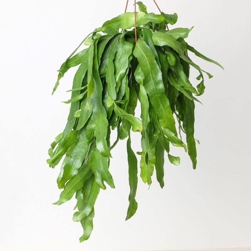 Epiphyllum pumilum Plants GrowTropicals