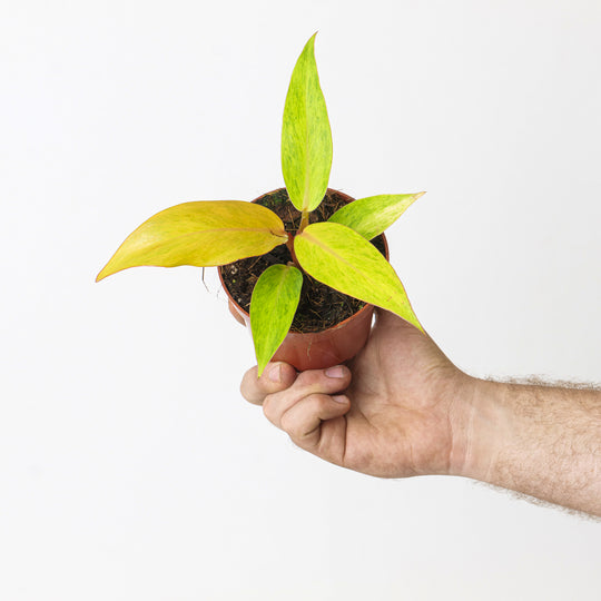 Philodendron 'Orange Marmalade' Plants GrowTropicals