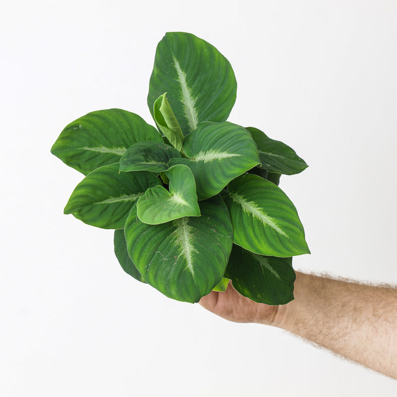 Adelonema palidinervium Plants GrowTropicals