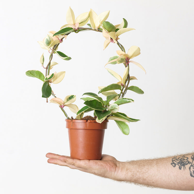 Hoya 'Dua Lipa' Plants GrowTropicals
