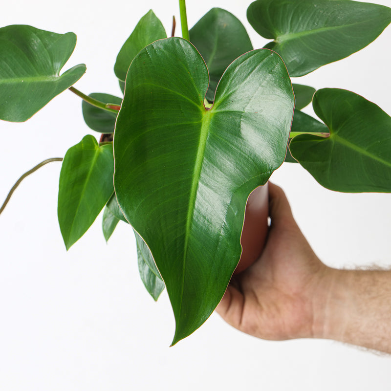 Philodendron corcovadense Plants GrowTropicals