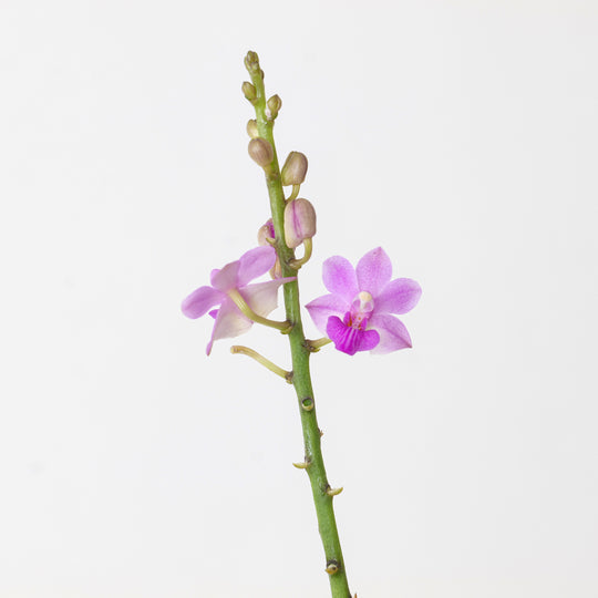 Doritis pulcherrima alba x deliciosa Plants GrowTropicals