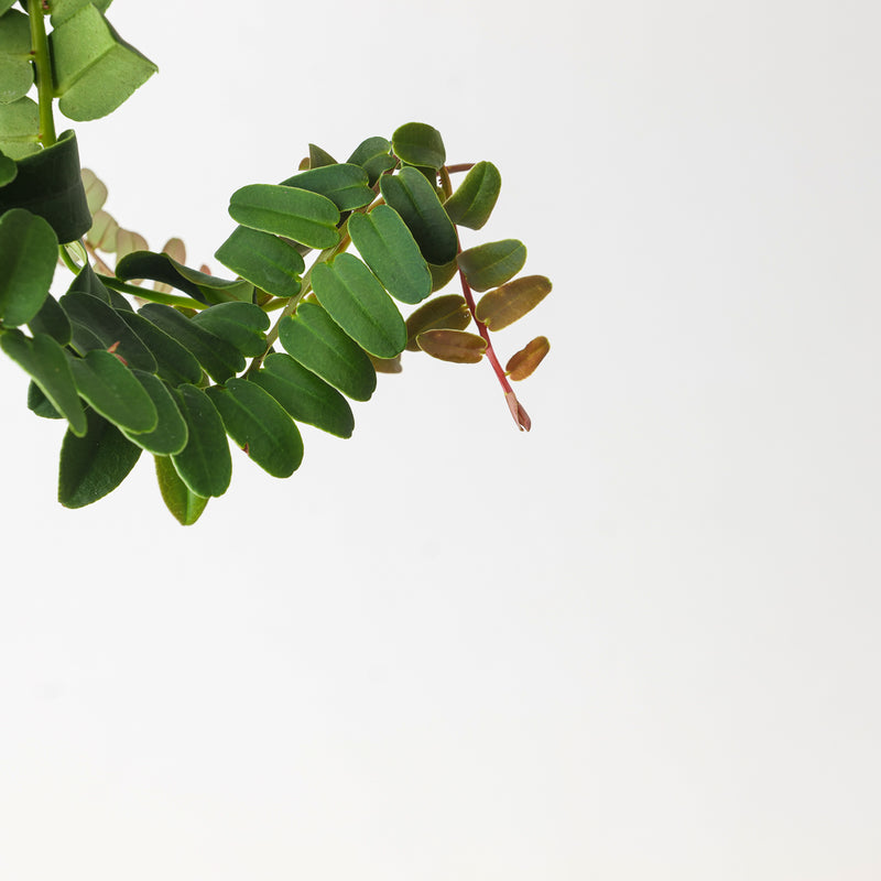 Marcgravia sintenisii Plants GrowTropicals