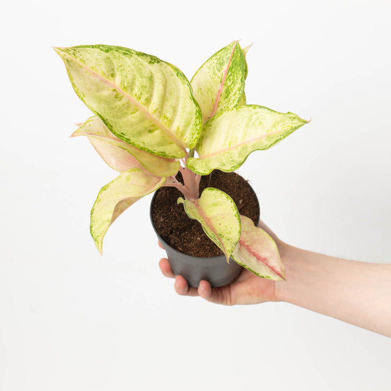 Aglaonema Corn Silk Plants GrowTropicals