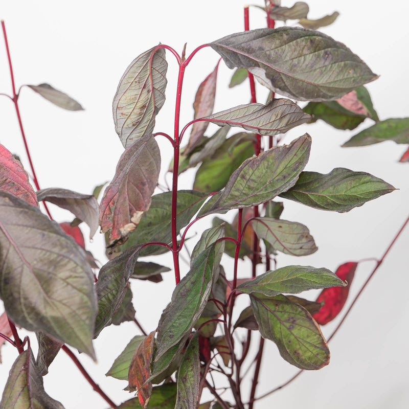 Cornus alba Nightfall Plants - Outdoor GROW TROPICALS