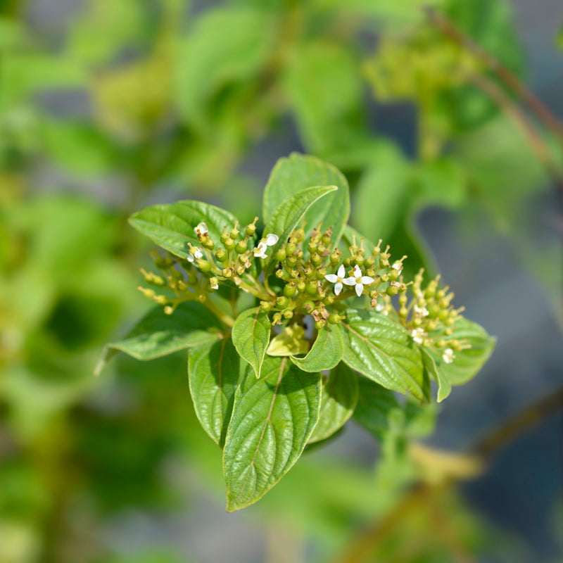 Cornus sericea 'Flaviramea' — 19cm / 3L