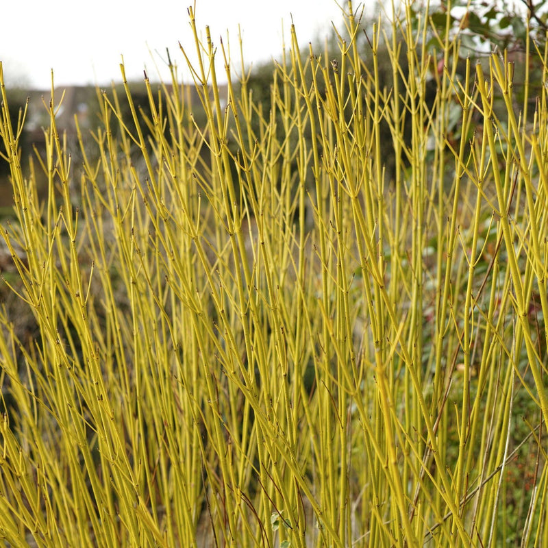 Cornus sericea 'Flaviramea' Plants - Outdoor GROW TROPICALS