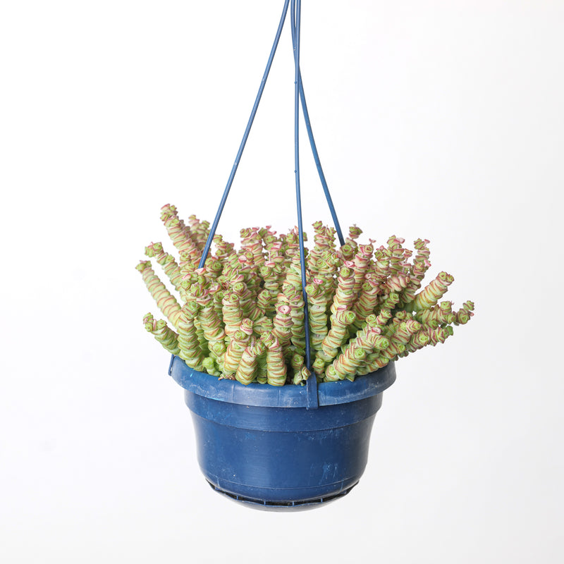 Crassula marnieriana Plants GrowTropicals