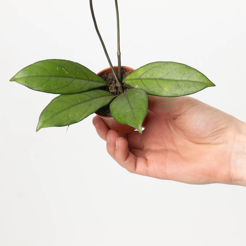 Hoya crassipetiolata — 6cm
