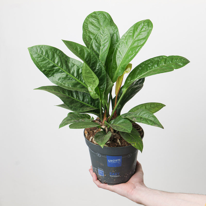 Anthurium Crassinervium 'Karma Birdnest' Plants GrowTropicals