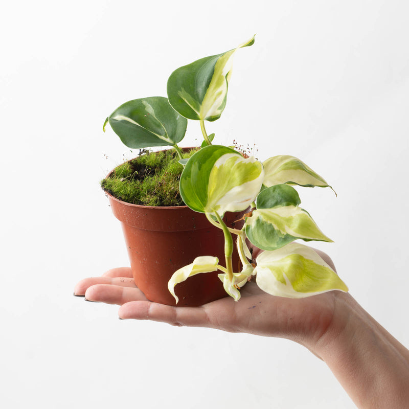 Aroid Bundle Plant Bundle GrowTropicals