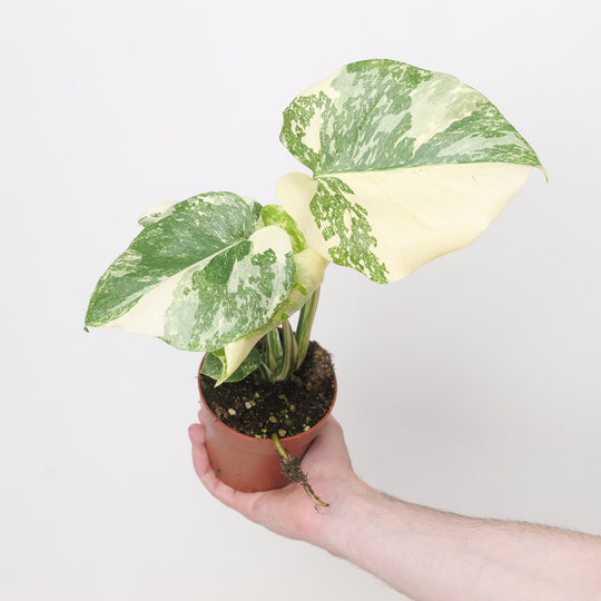 Monstera deliciosa 'Creme Brulee' 10.5cm Plants GrowTropicals