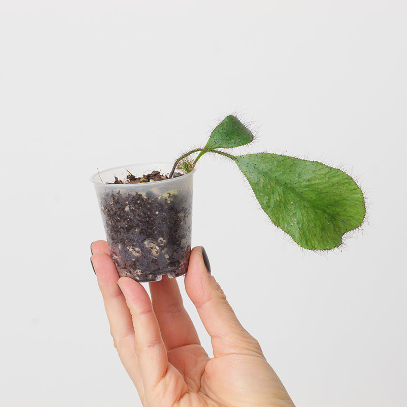Elaphoglossum crinitum Plants GrowTropicals