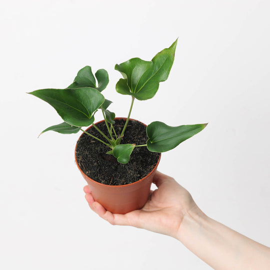 Anthurium × ferrierense 'Crisped' Plants GrowTropicals