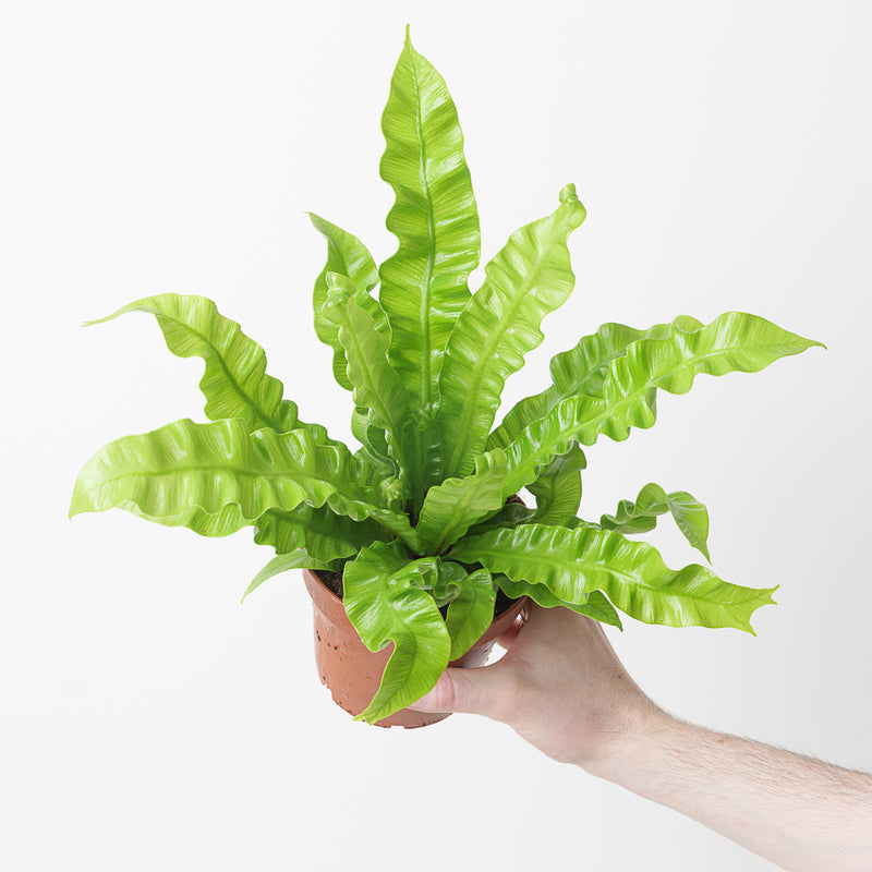 Asplenium nidus 'Crispy Wave' Plants GrowTropicals
