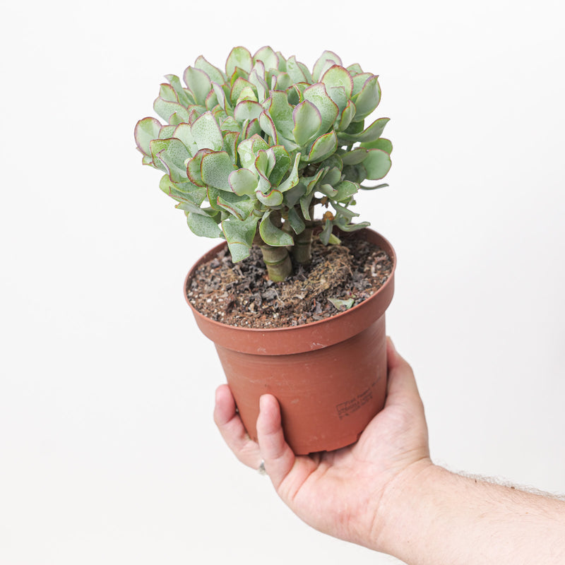 Crassula arborescens cristata (Crested Silver Dollar Jade) Plants GrowTropicals
