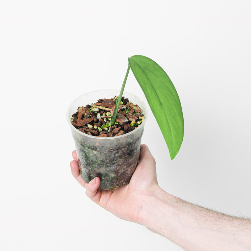 Monstera croatii Plants GrowTropicals