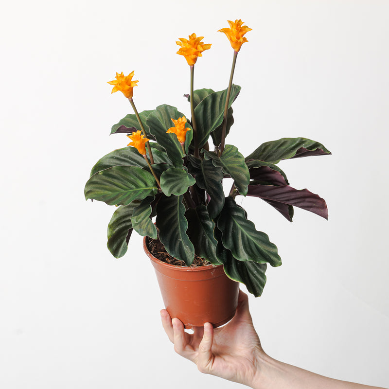 Calathea crocata Plants GrowTropicals