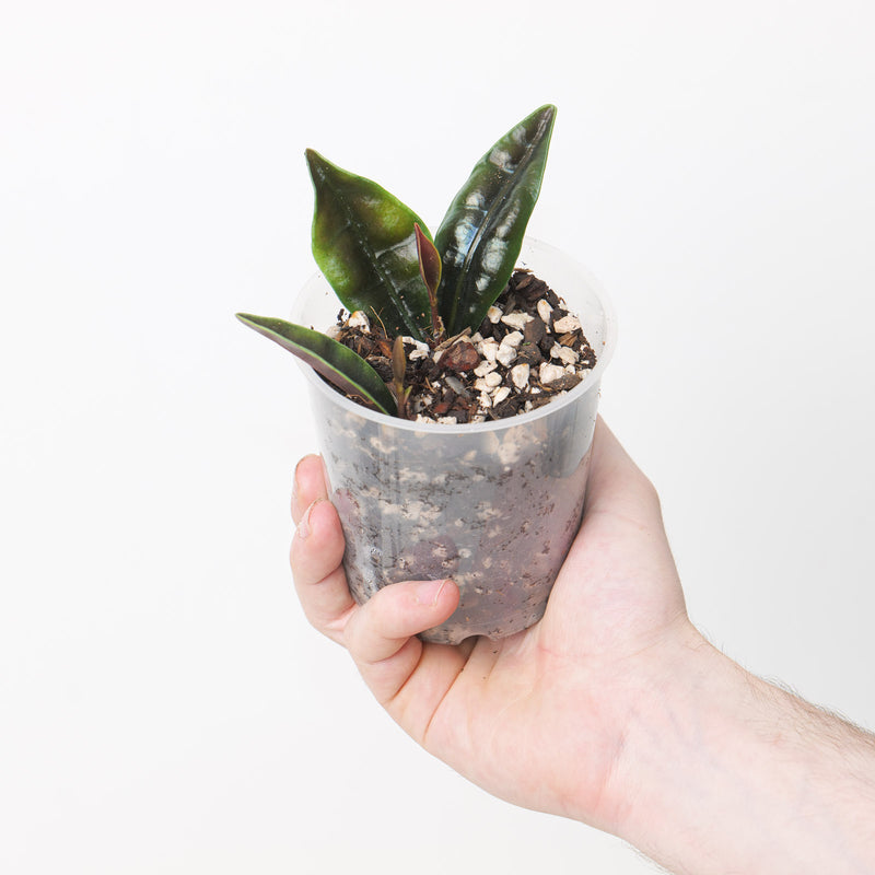 Labisia sp. Crocodile 9cm Plants GrowTropicals