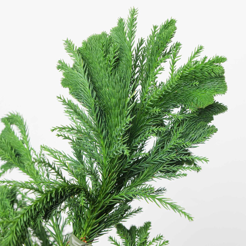 Cryptomeria japonica 'Cristata' crested foliage detail