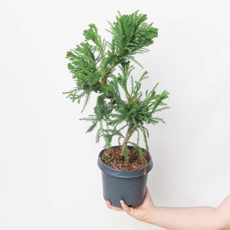 Cryptomeria japonica 'Cristata' potted plant