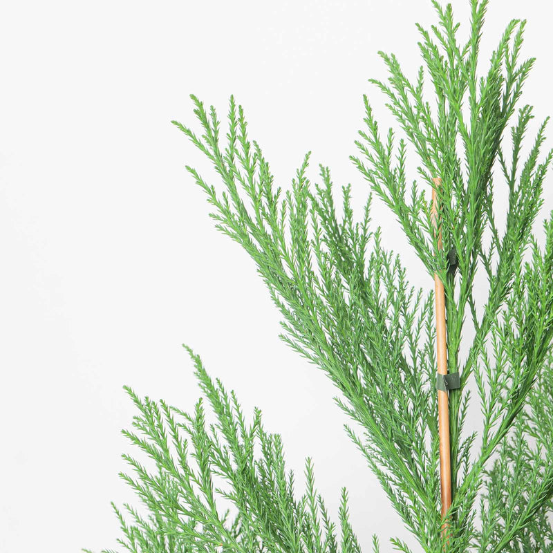 Cryptomeria japonica 'Kitayama' foliage detail