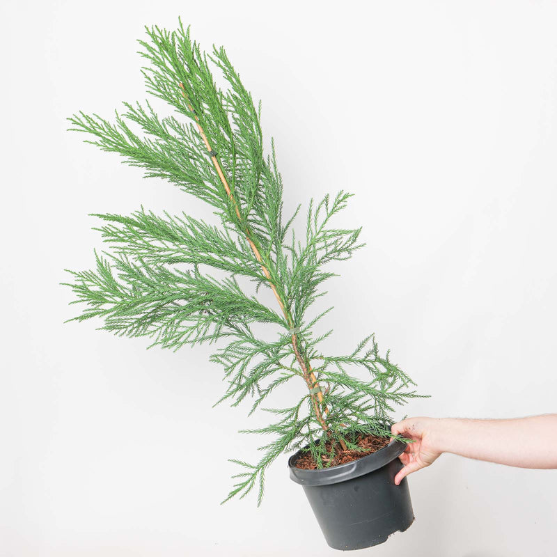 Cryptomeria japonica 'Kitayama' potted plant