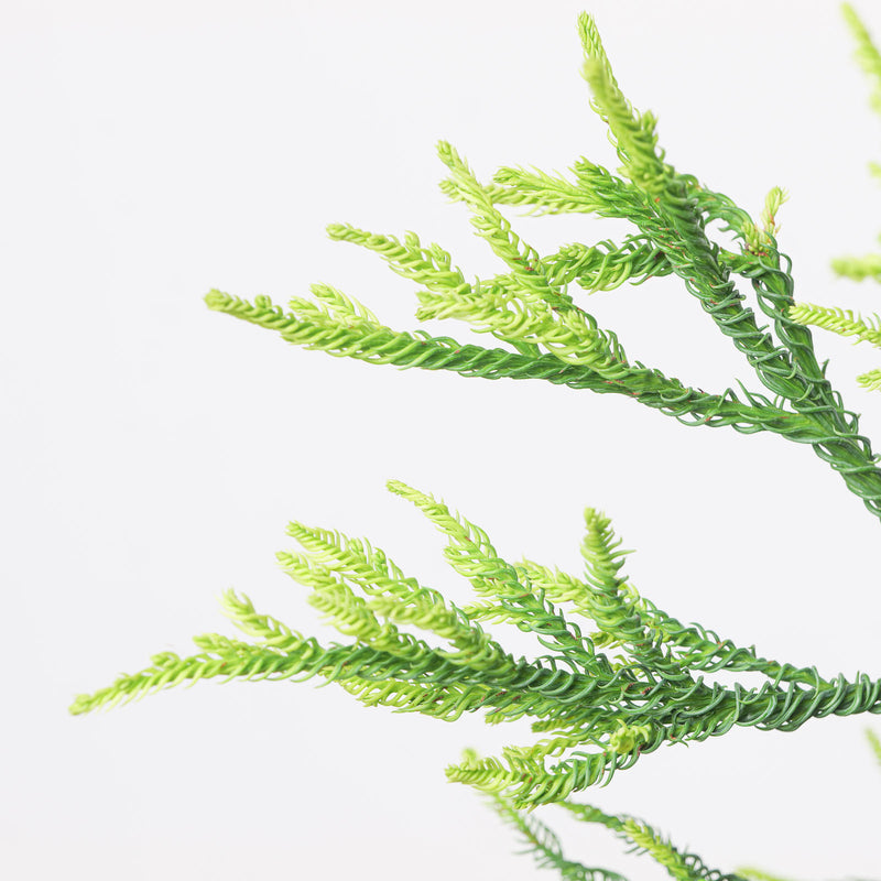 Cryptomeria japonica 'Kyara Gold' golden foliage detail