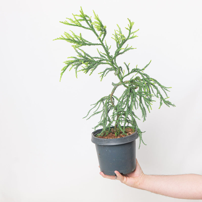 Cryptomeria japonica 'Kyara Gold' potted plant