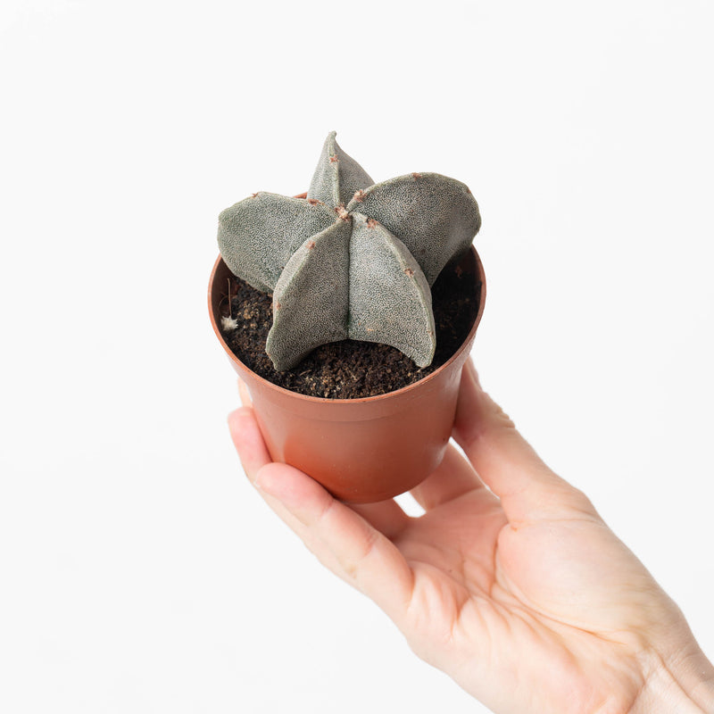Astrophytum myriostigma | Bishop's Cap Cactus 8.5cm Plants GrowTropicals