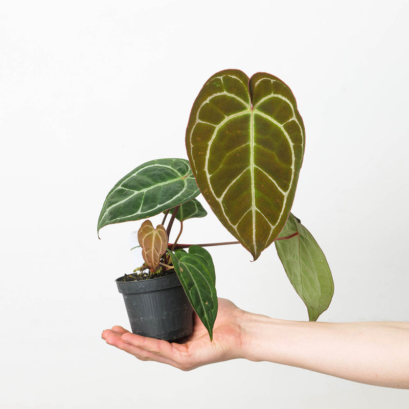 Anthurium crystallinum 'Special Select Forms' Plants GrowTropicals