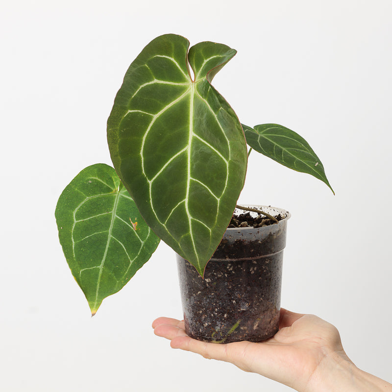 Anthurium crystallinum 'Special Select Forms' 9cm A1 Plants GrowTropicals