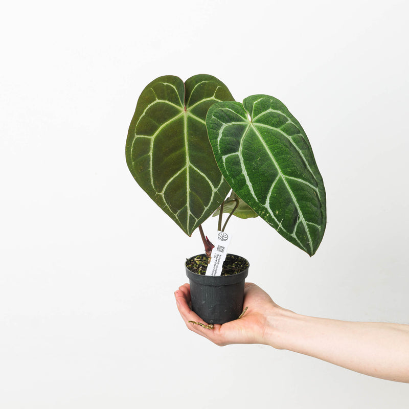 Anthurium crystallinum 'Special Select Forms' Plants GrowTropicals