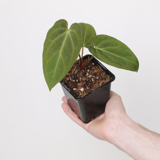 Anthurium Crystallinum x Fort Sherman Plants GrowTropicals