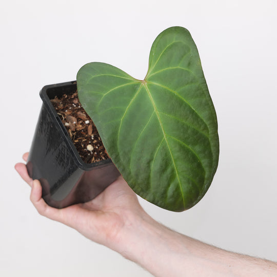 Anthurium Crystallinum Red Vein x Nigrolaminum Plants GrowTropicals