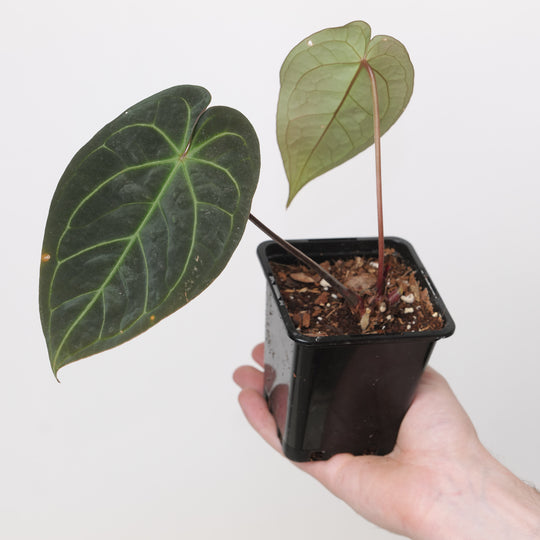Anthurium Crystallinum x Ace of Spades Plants GrowTropicals