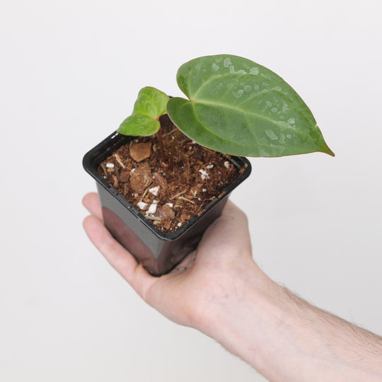 Anthurium crystallinum RV x nigrolaminum Plants GrowTropicals