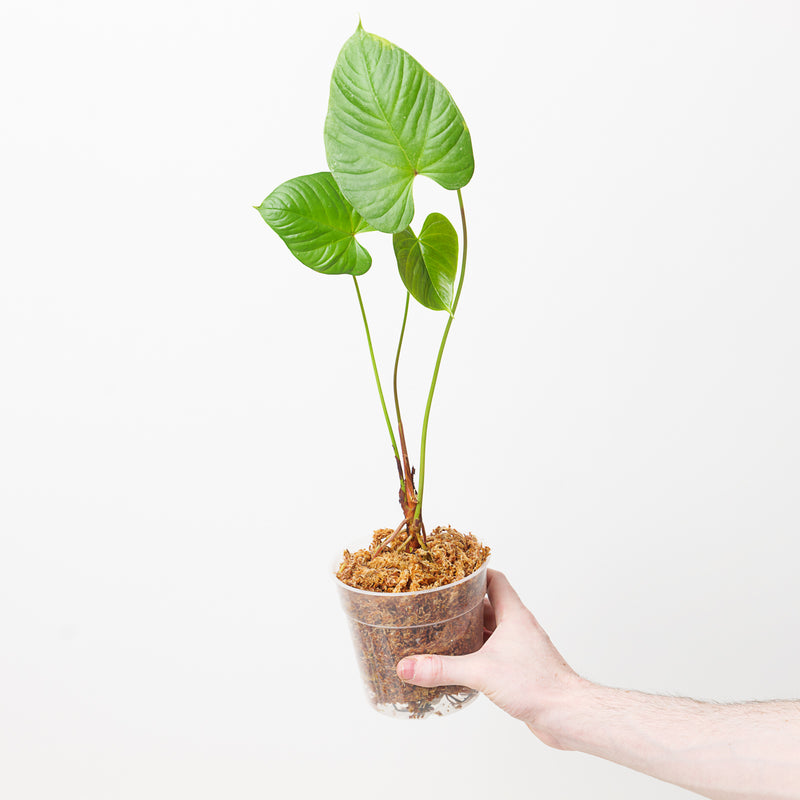 Anthurium cupulispathum 12cm Plants GrowTropicals