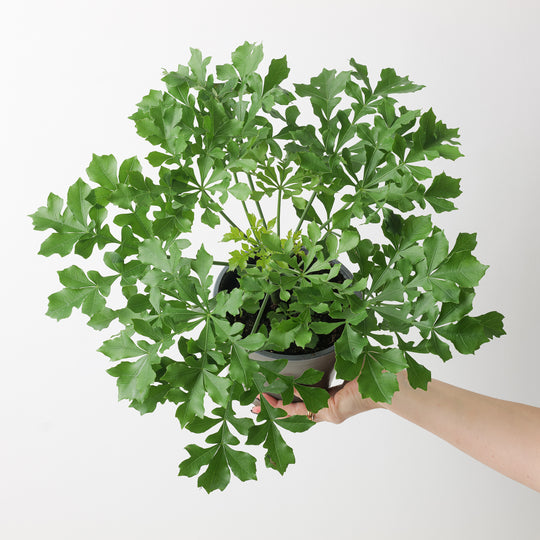 Cussonia spicata 17cm Plants GrowTropicals