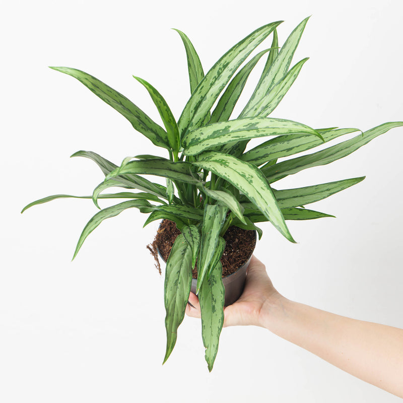 Aglaonema Cutlass 14cm Plants GrowTropicals