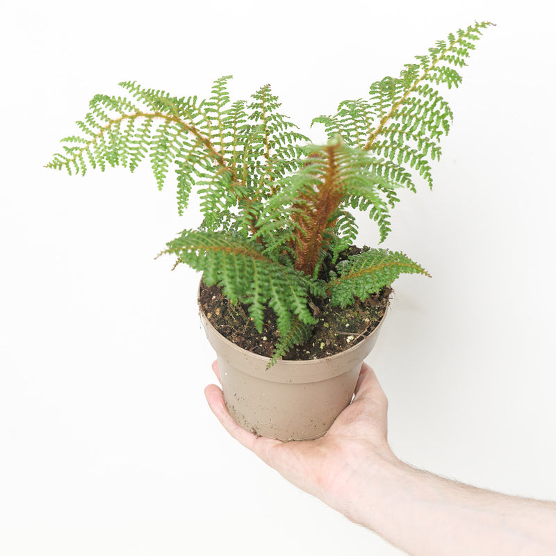 Cyathea tomentosissima Plants - Outdoor GrowTropicals