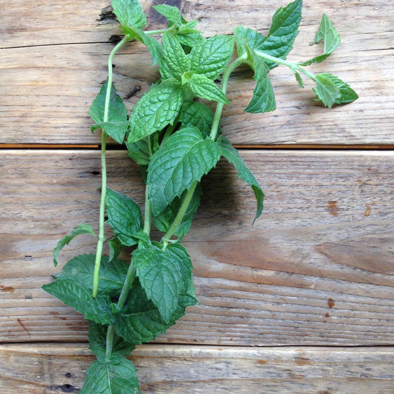 Spearmint 'Moroccan' Seeds — Default Title