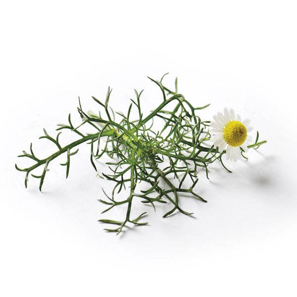 Roman Chamomile Seeds — Default Title