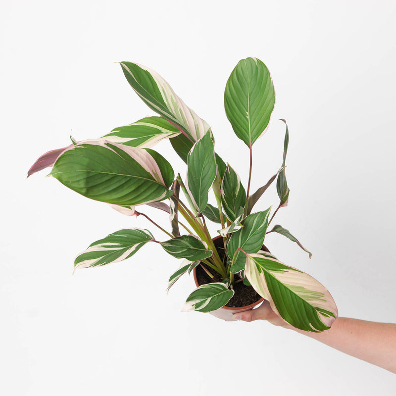 Calathea 'Princess Dalya' Variegated 14cm Plants GrowTropicals