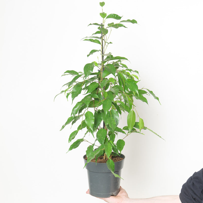 Ficus benjamina 'Danita' Plants GrowTropicals