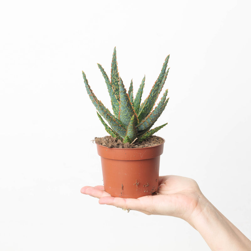 Aloe zebrina 'Danyz' Plants GrowTropicals