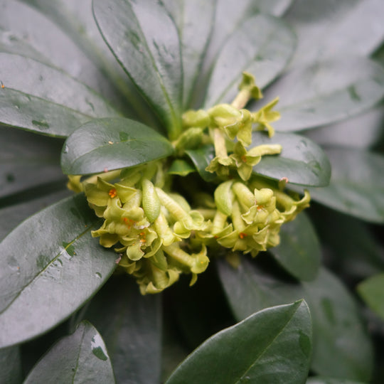 Daphne laureola subsp. philippi Plants - Outdoor GROW TROPICALS