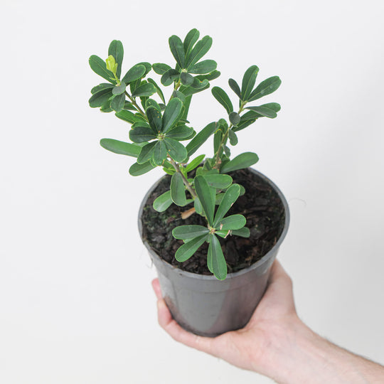 Daphne gemmata 'Royal Crown' Plants - Outdoor GROW TROPICALS